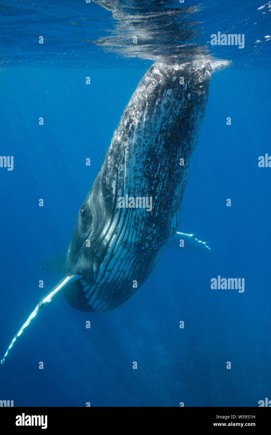 Humpback Whale, Megaptera novaeangliae, curioso giovane maschio, Ha'Apal, Regno di Tonga, Sud Pacifico Foto Stock