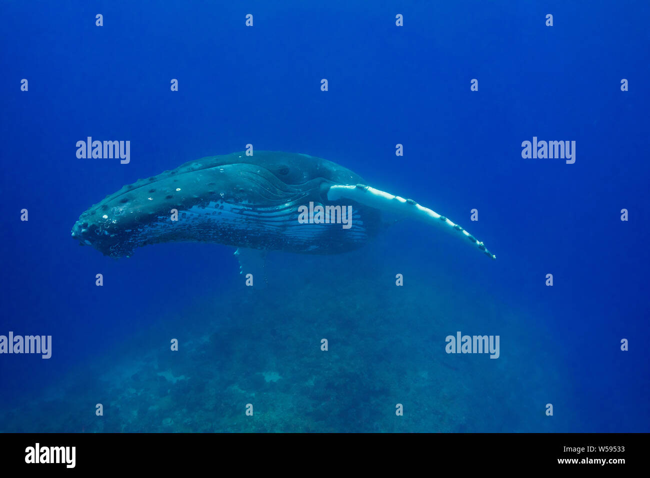 Humpback Whale, Megaptera novaeangliae, giovane maschio in appoggio su un corallo knoll, Ha'Apal, Regno di Tonga, Sud Pacifico Foto Stock