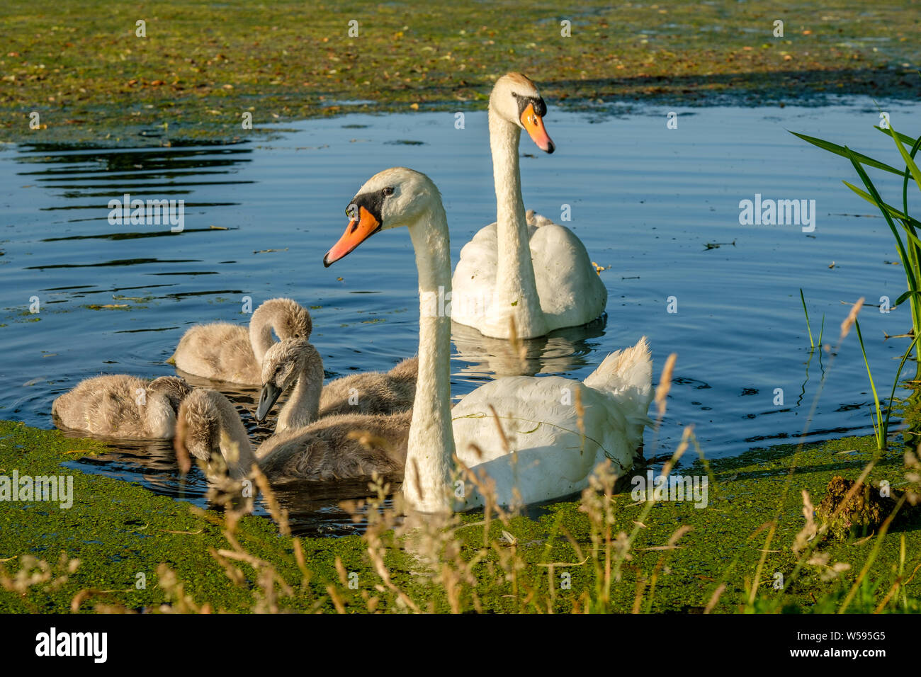 Cigni muti Cygnus olor e giovani Cygnets Bushy Park Hampton Londra Inghilterra REGNO UNITO Foto Stock