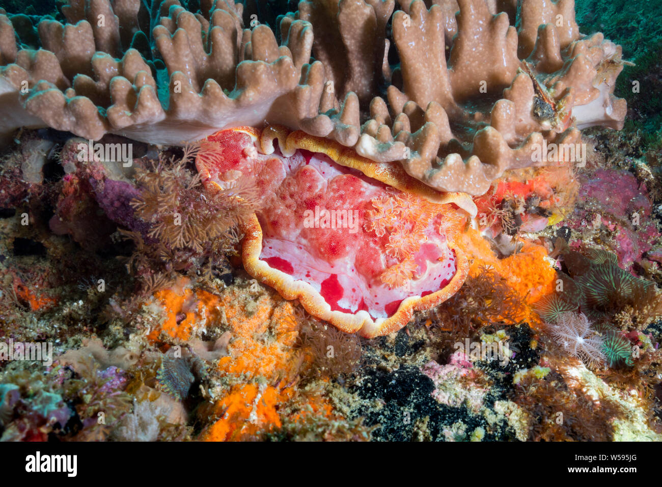 Spanish dancer nudibranch, Hexabranchus sanguineus, Gato Island, off, Malapascua Cebu, Filippine ( Visayan mare oceano Pacifico occidentale ) Foto Stock