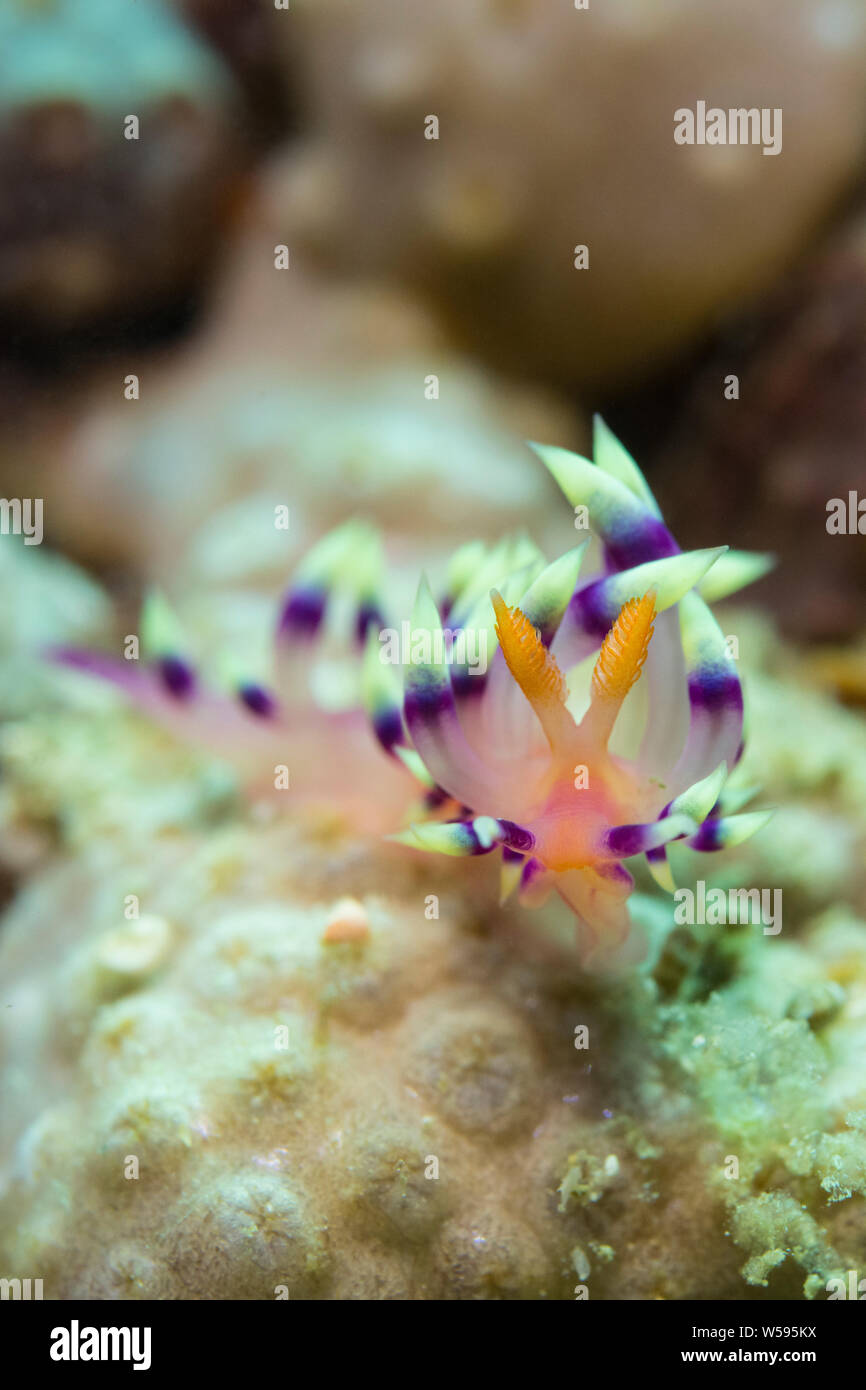 Nudibranch aeolid o mare slug, Flabellina exoptata, strisciando attraverso corallo sulla barriera corallina poco profonda, Puerto Galera, Mindoro Island, Filippine, Tayabas Bay Foto Stock