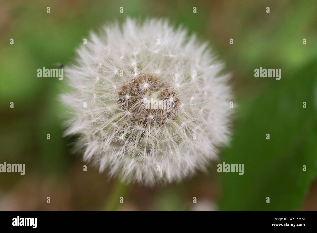 Pusteblume Foto Stock