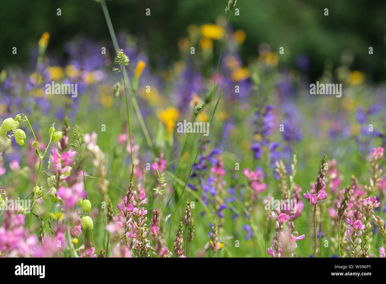Makro Blumenwiese Hintergrund Foto Stock
