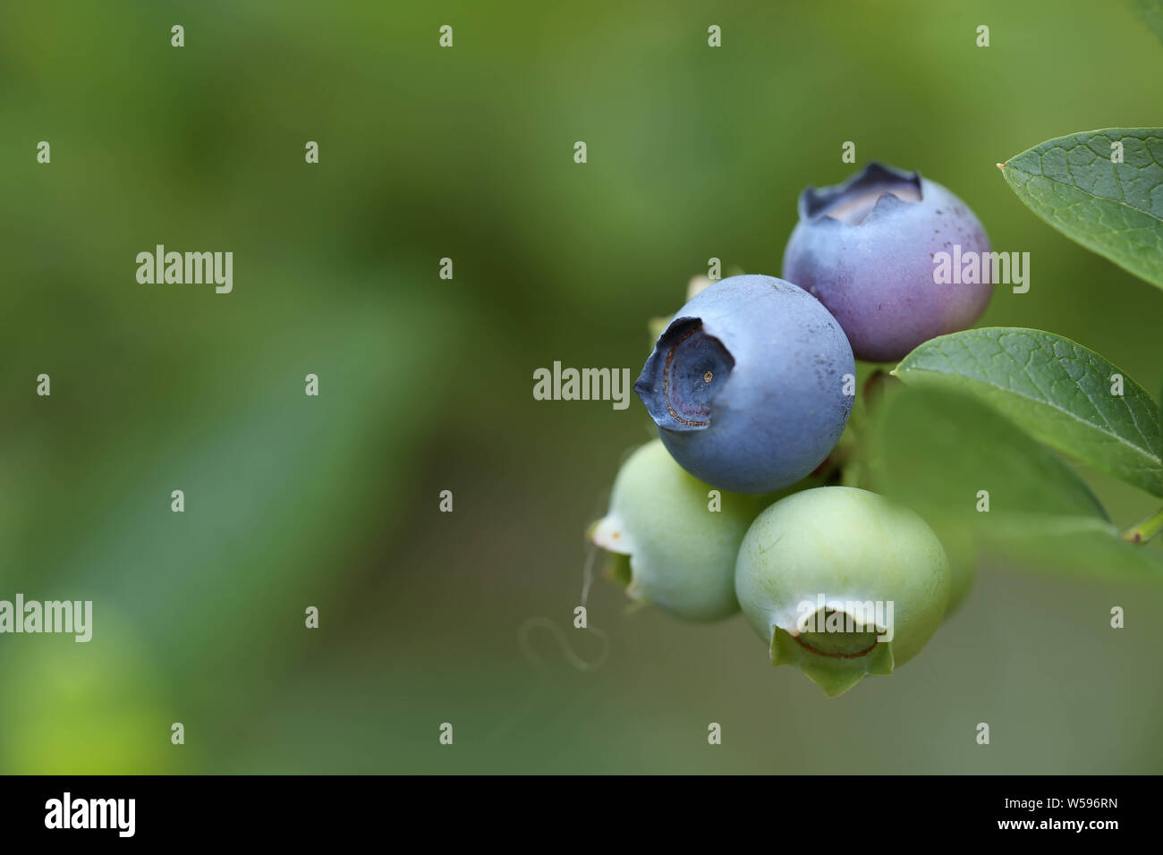 Makro Heidelbeere Blaubeere Hintergrund Foto Stock