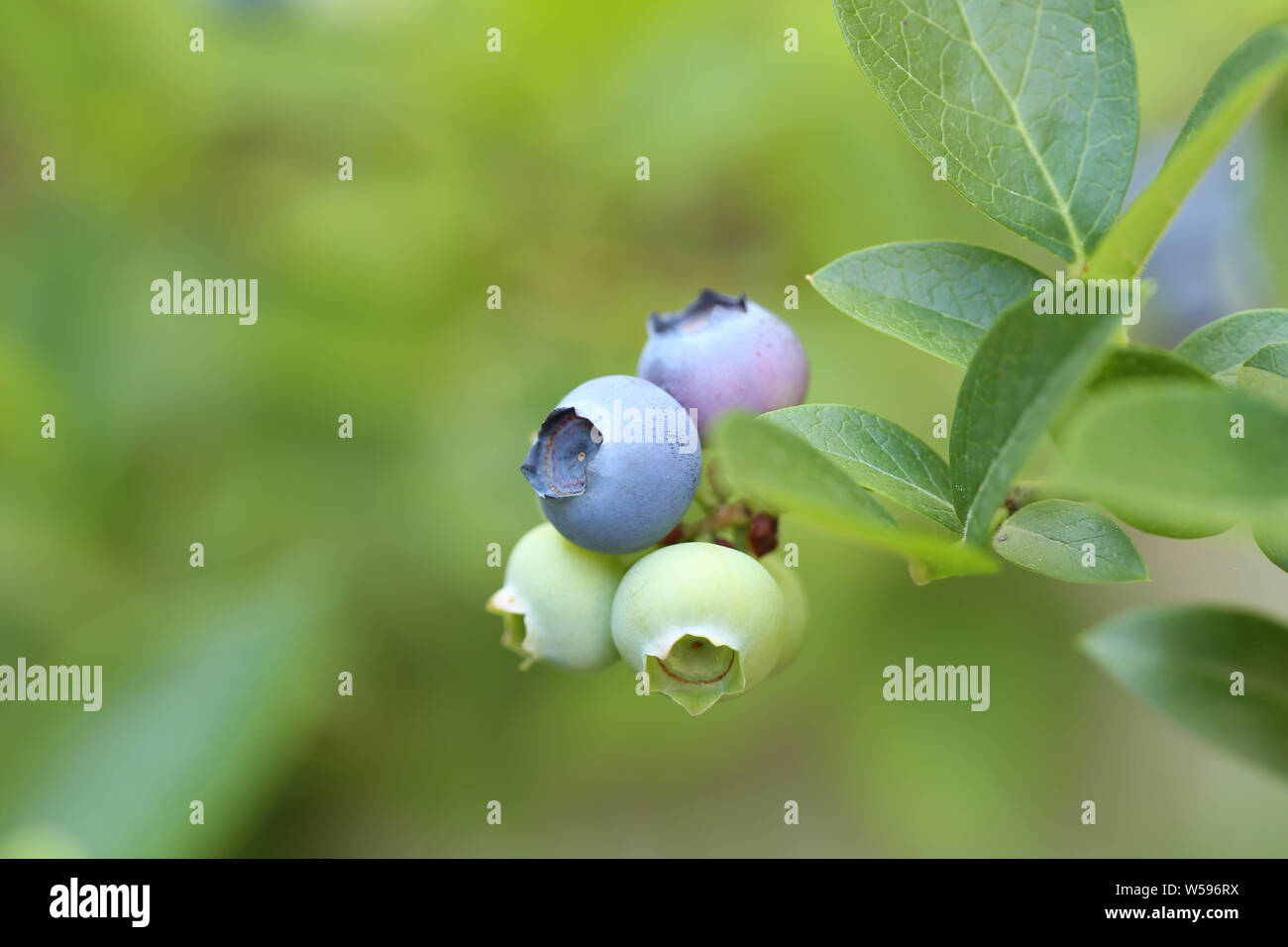 Makro Heidelbeere Blaubeere Hintergrund Foto Stock