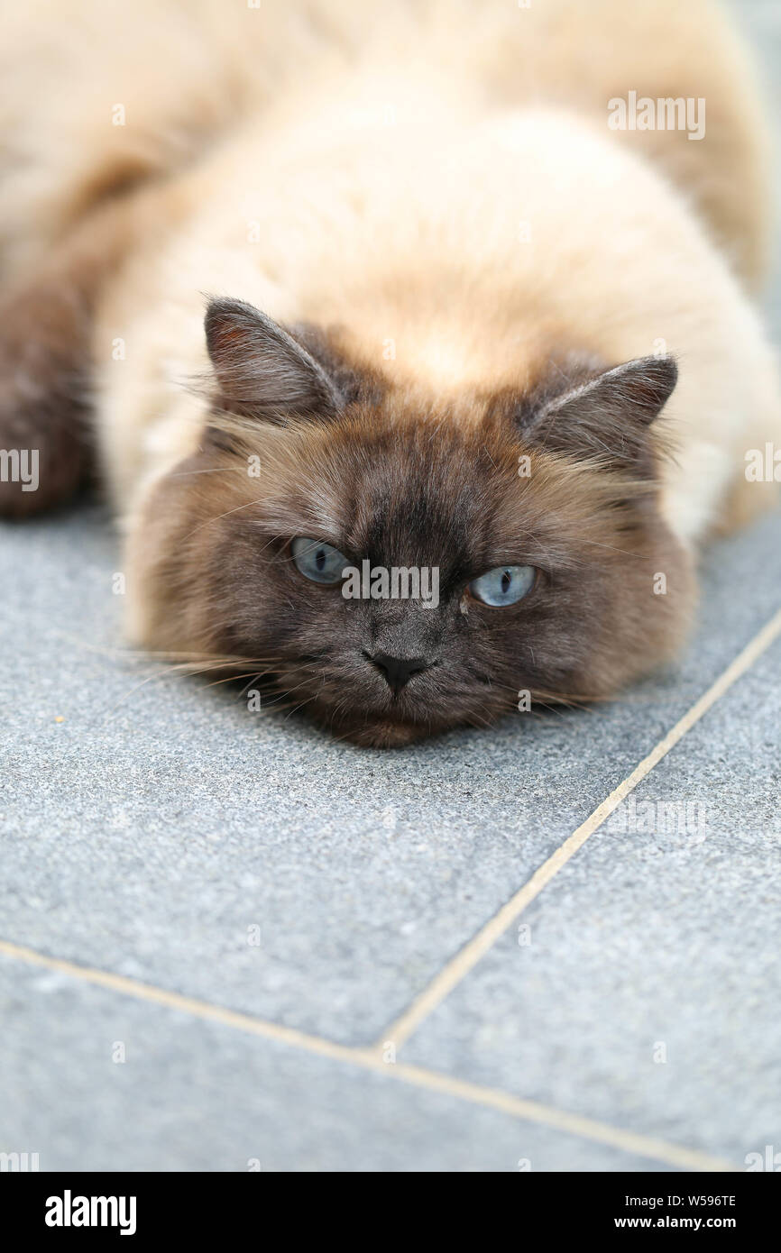 Ragamuffin Kater Foto Stock