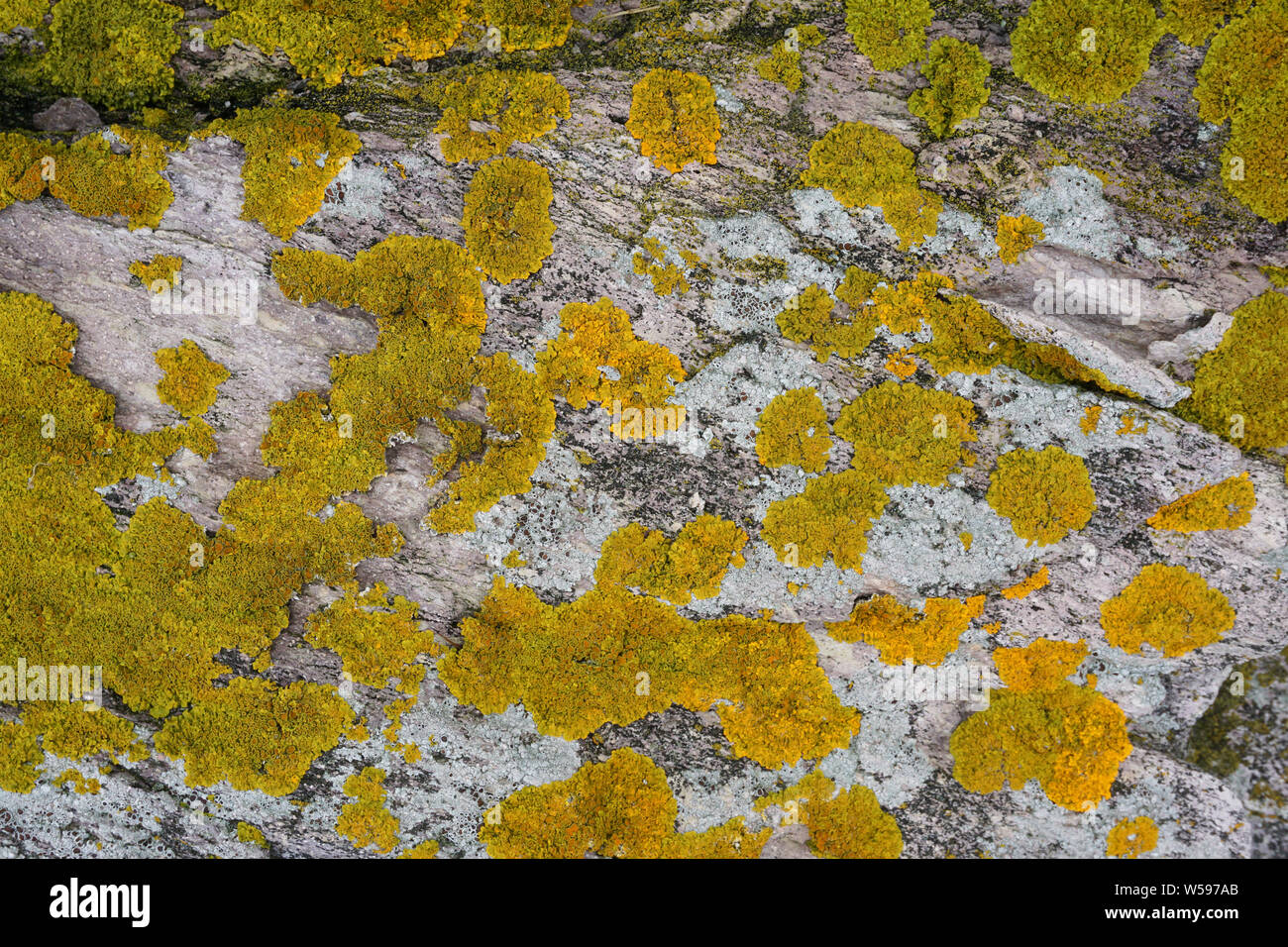 Giallo e grigio licheni crescono su granito Foto Stock