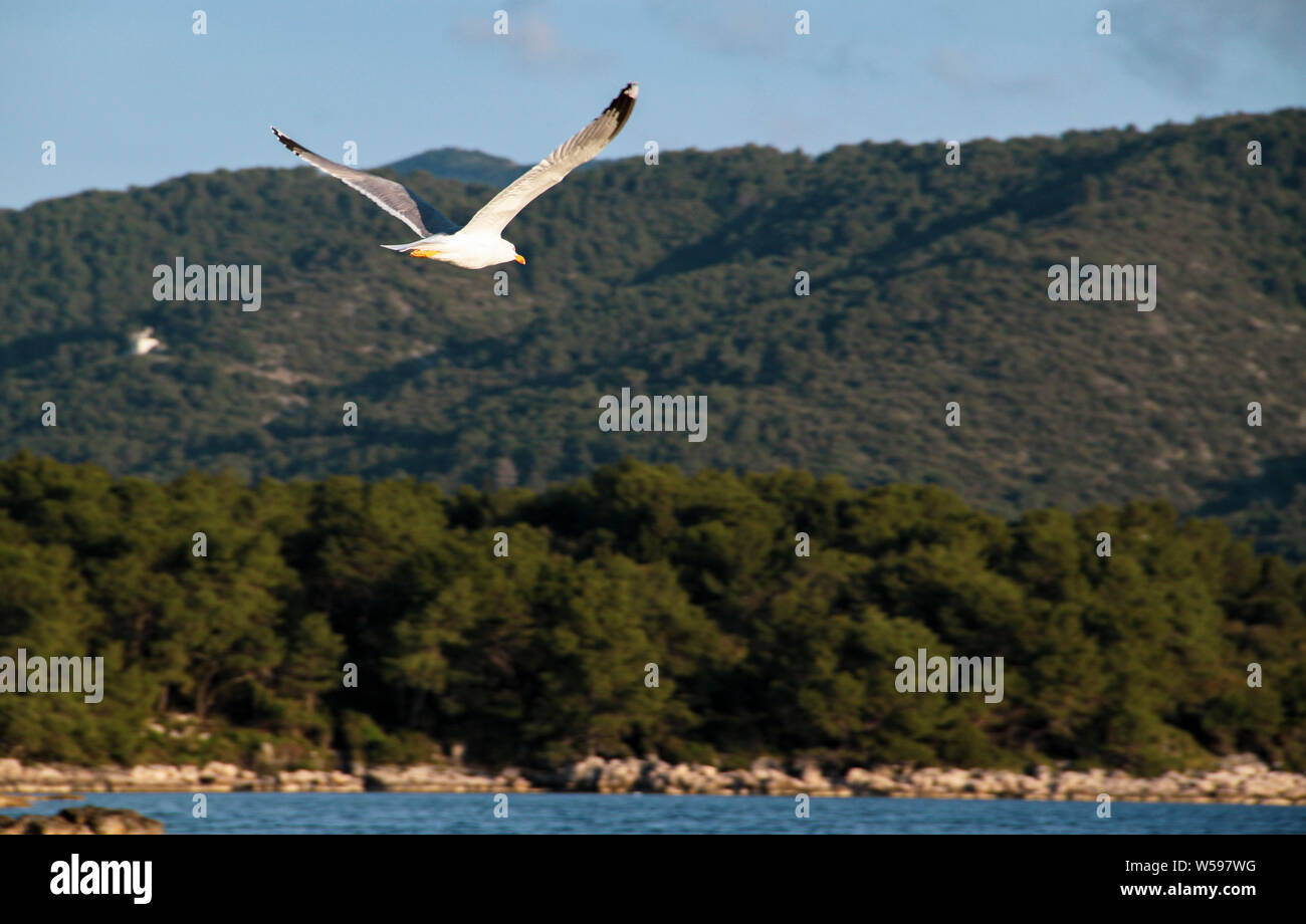 Solo singola seagull basta prendere un volo sopra il mare durante il tramonto Foto Stock