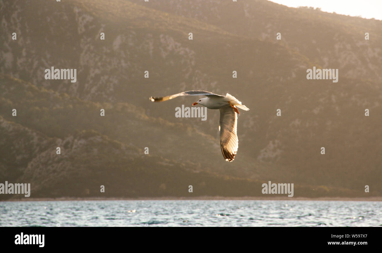 Solo singola seagull basta prendere un volo sopra il mare durante il tramonto Foto Stock