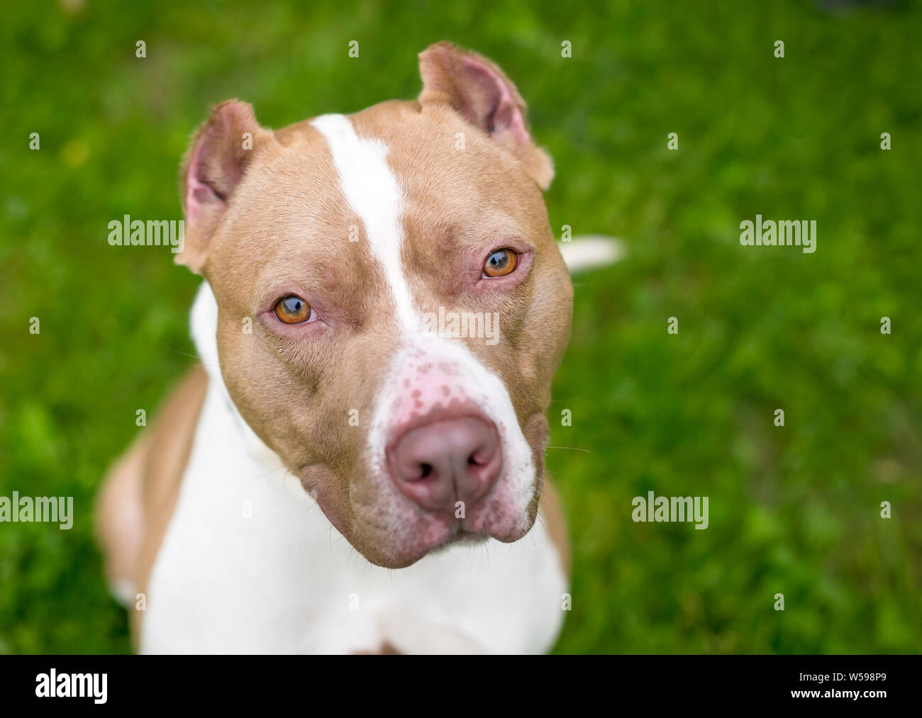 Un rosso e bianco Pit Bull Terrier di razza cane con orecchie Foto Stock