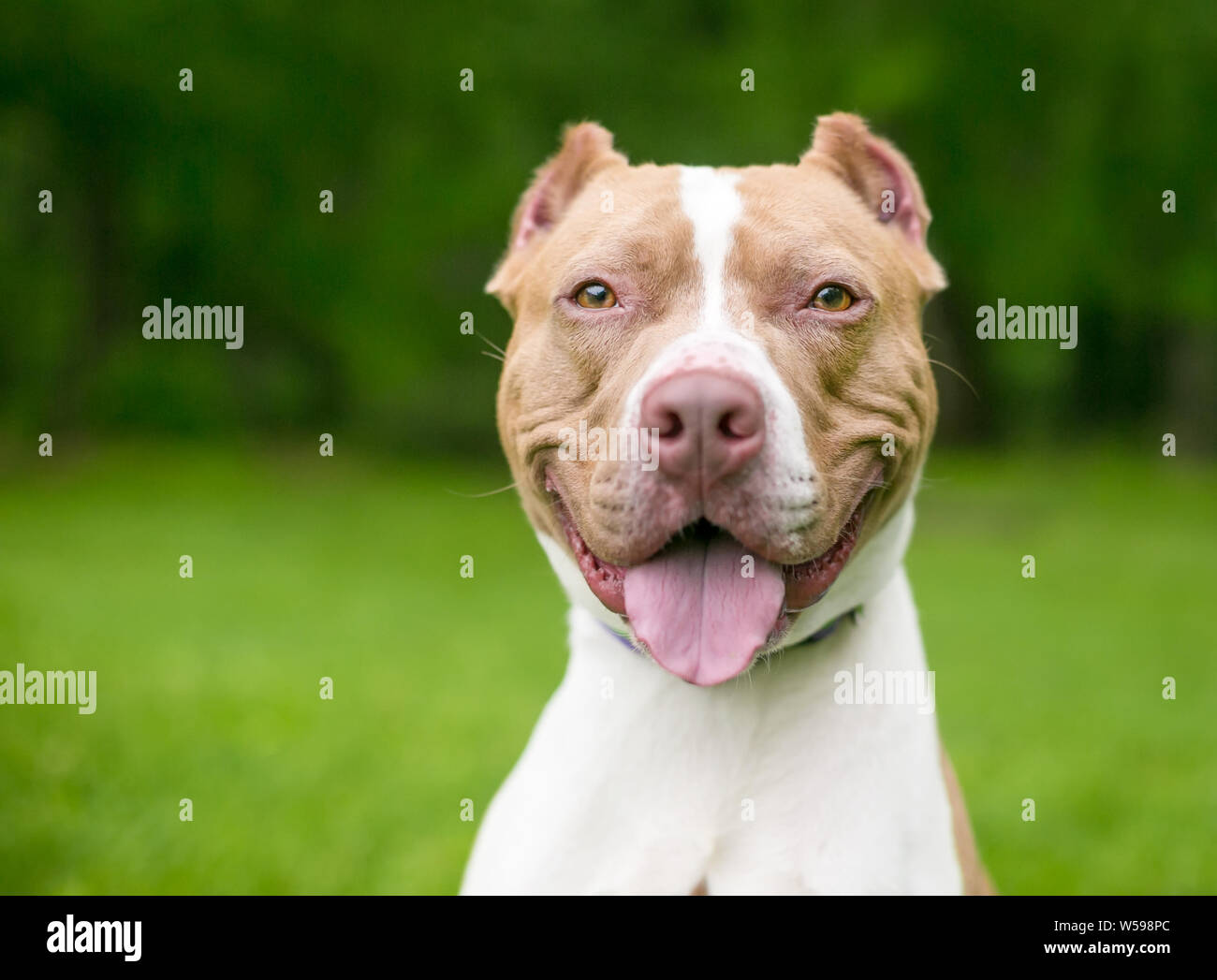 Un felice di colore rosso e bianco Pit Bull Terrier di razza cane con orecchie Foto Stock