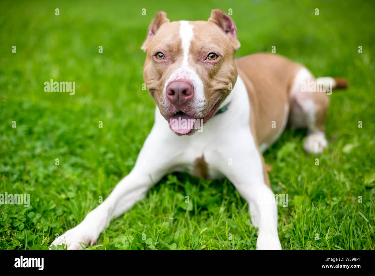 Un felice di colore rosso e bianco Pit Bull Terrier di razza cane con orecchie giacente in erba Foto Stock