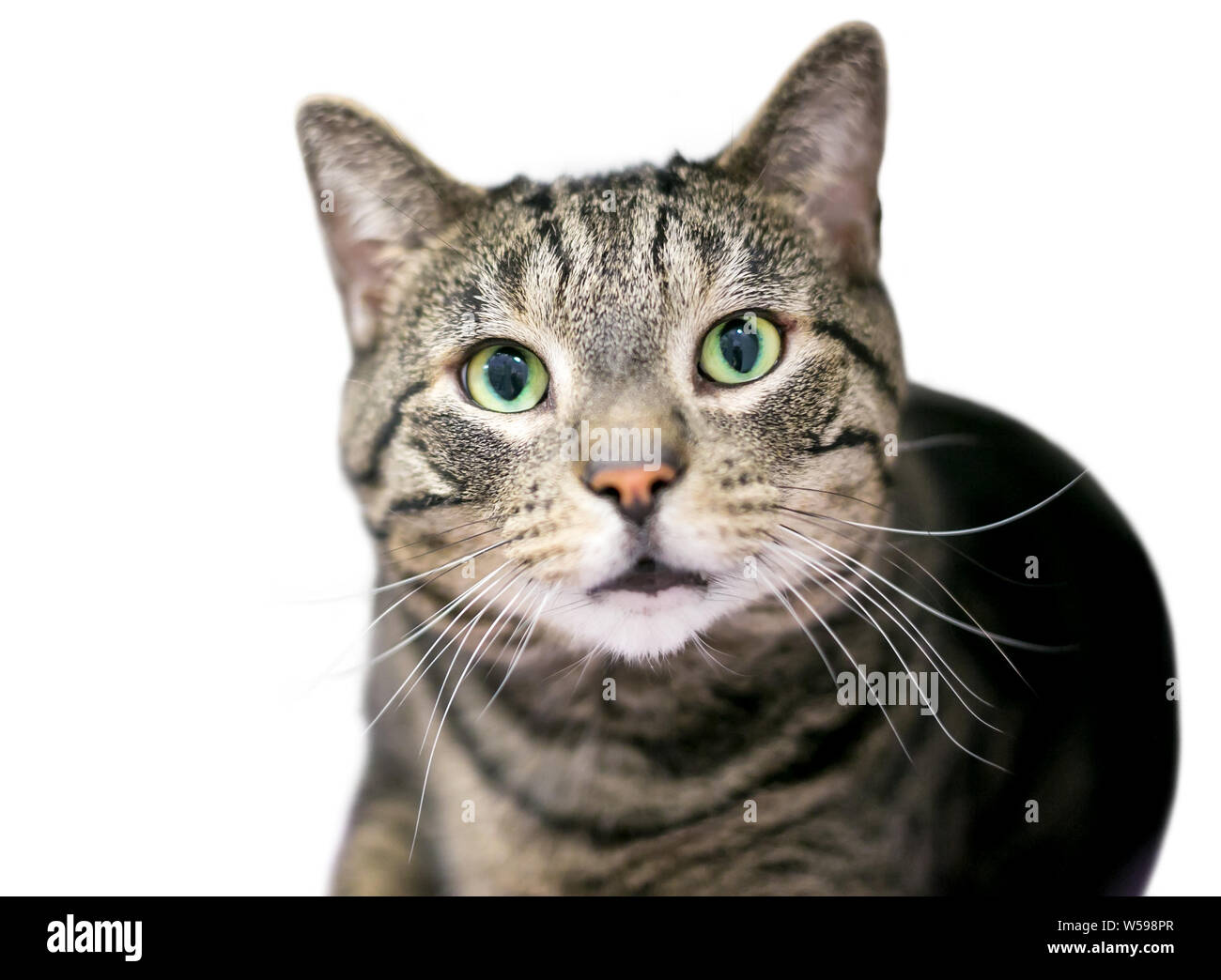 Un brown tabby shorthair domestico gatto con gli occhi verdi Foto Stock
