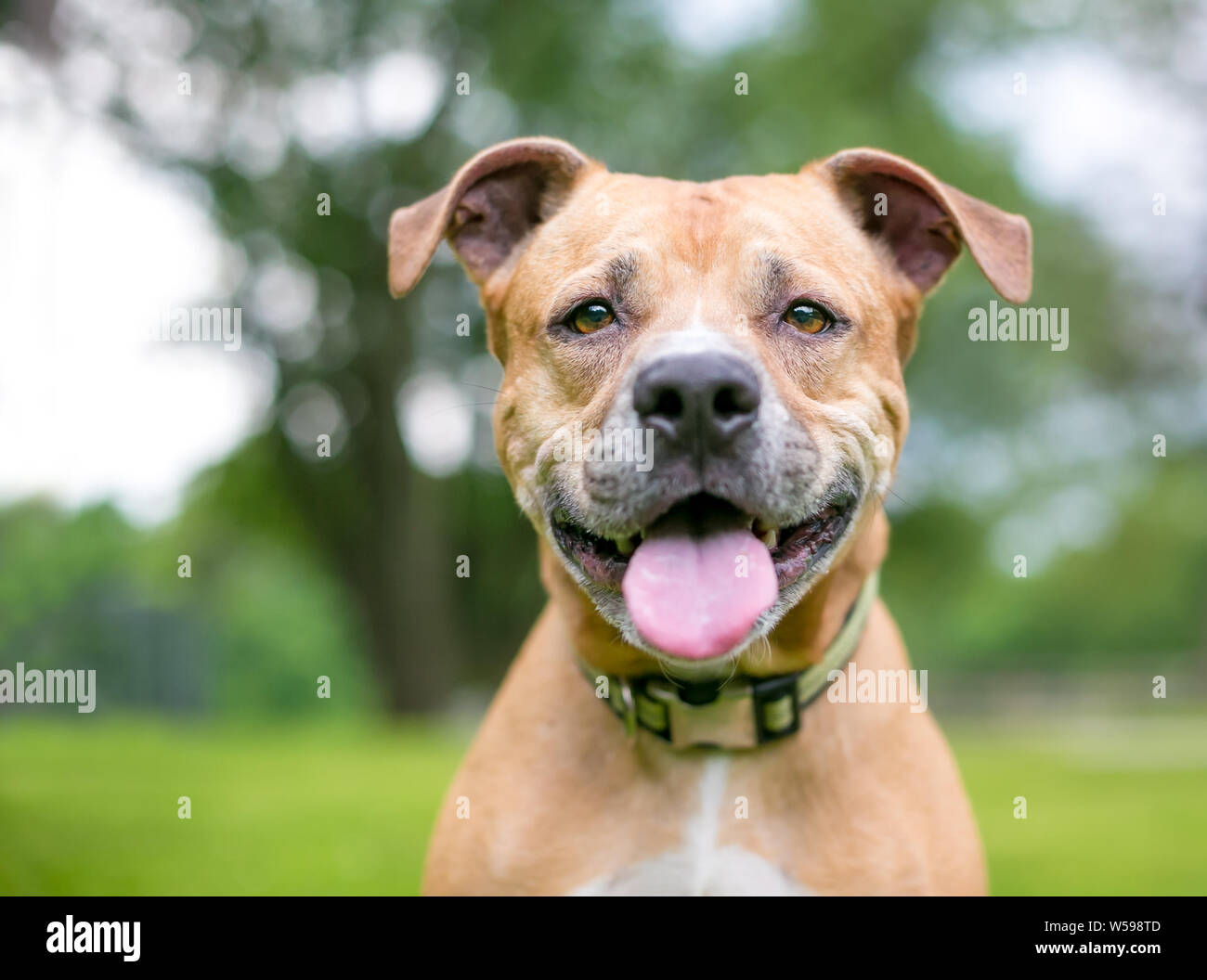 Un felice Pit Bull Terrier di razza cane ansimante all'aperto Foto Stock