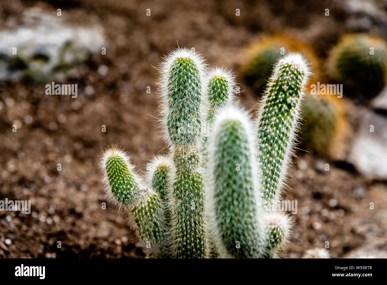 Famiglia di Cactus piante, forme diverse Foto Stock