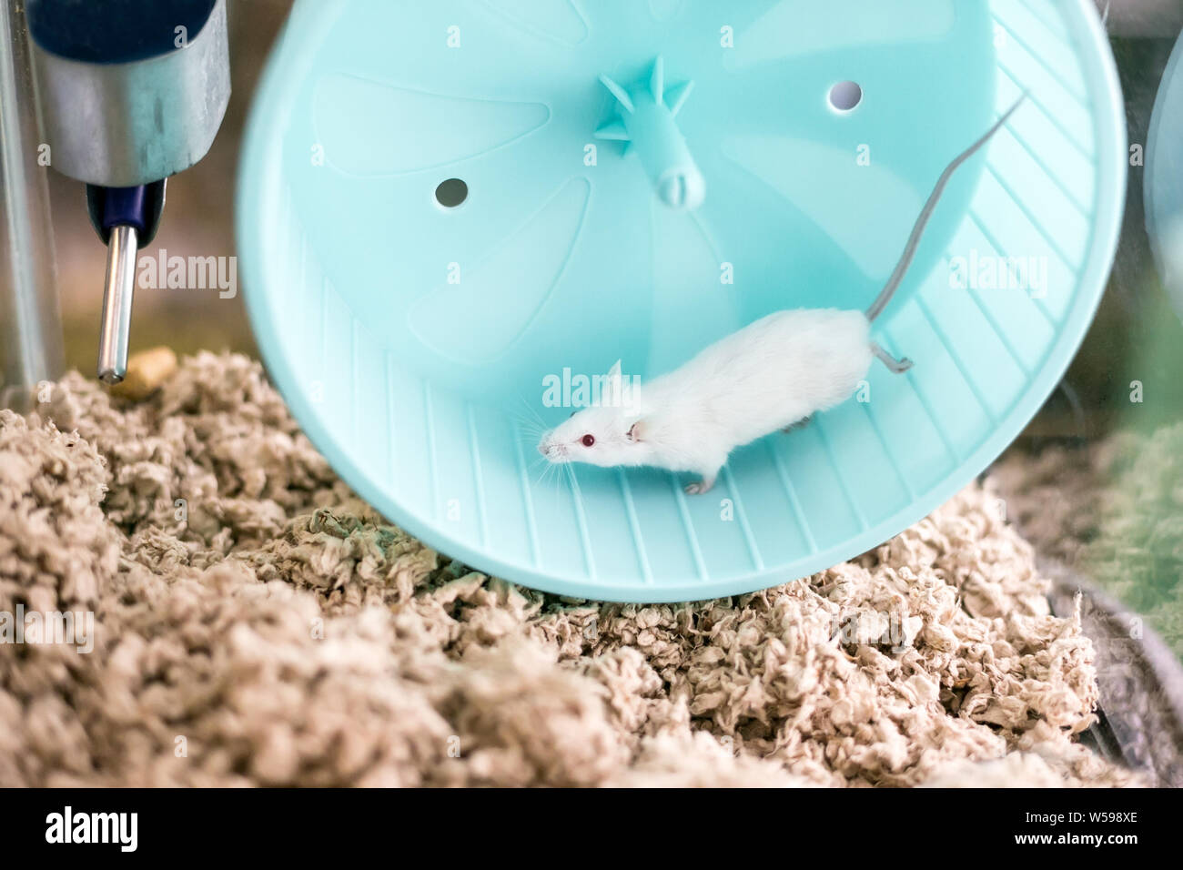 Un piccolo white pet addomesticati mouse con occhi rossi in esecuzione su un esercizio ruota nella sua gabbia Foto Stock
