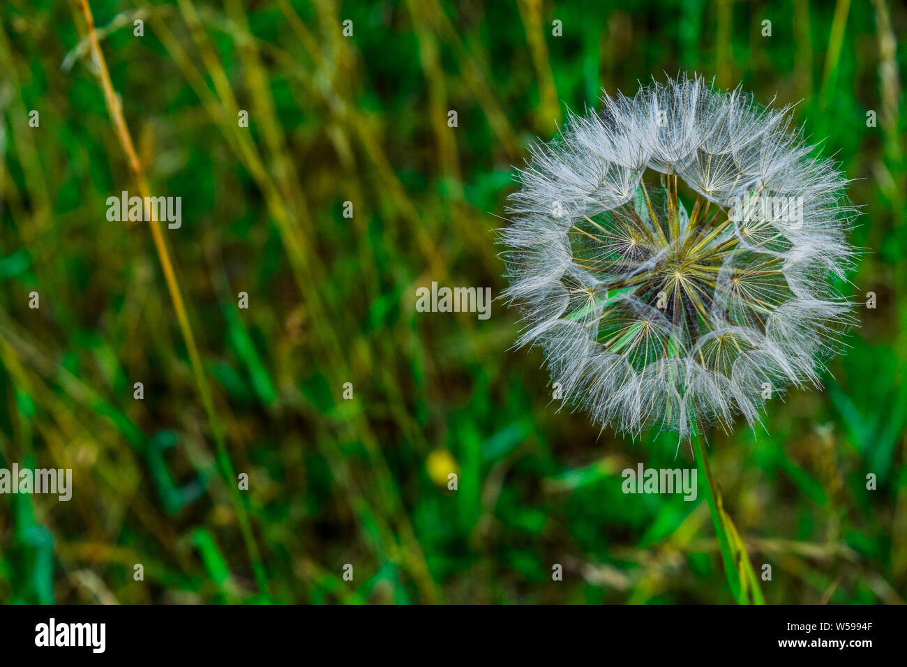 Tarassaco (Taraxacum officinale) Foto Stock