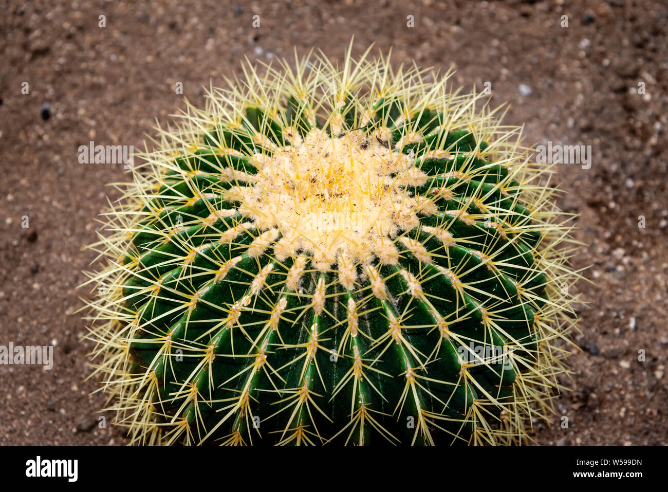 Famiglia di Cactus piante, forme diverse Foto Stock