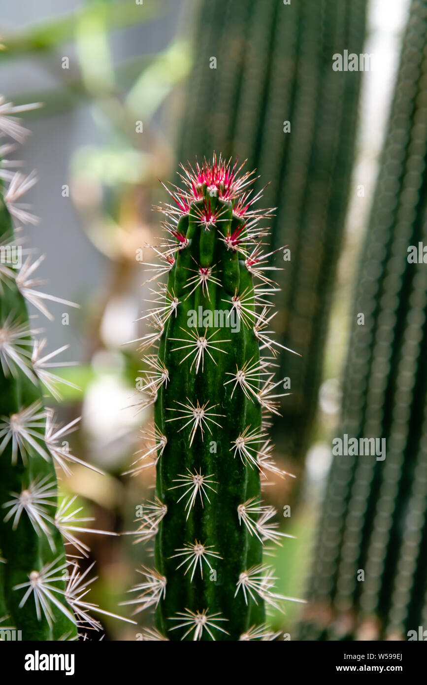 Famiglia di Cactus piante, forme diverse Foto Stock