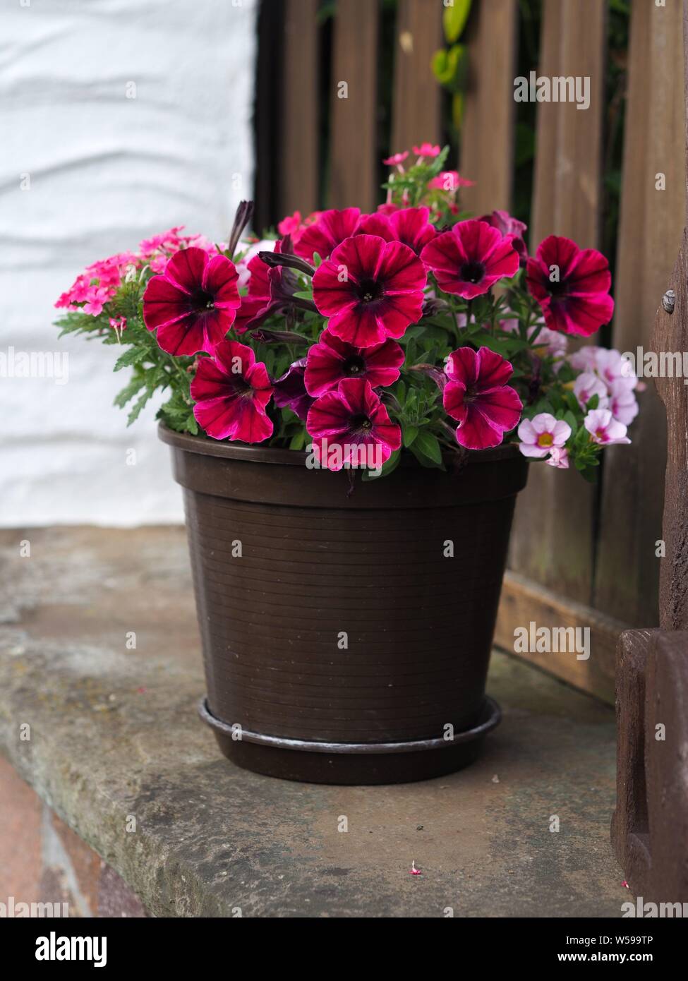 Surfinia purple rosa lilla rosso × Petunia Surfinia atkinsiana gruppo petuinie garden Foto Stock