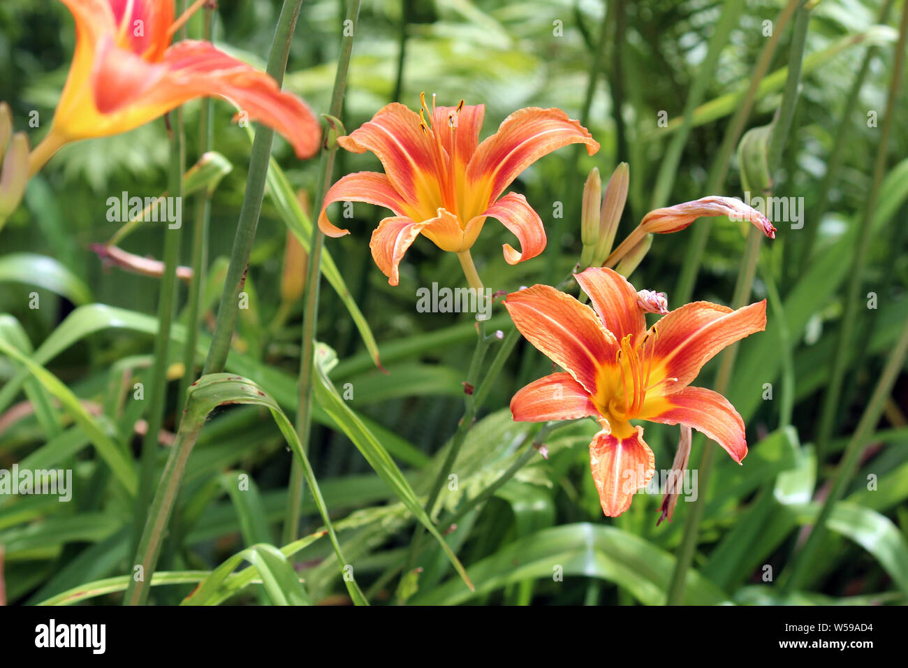 Arancio e giallo Daylilies in vari stadi di fioritura che crescono in un giardino in Wisconsin, USA Foto Stock