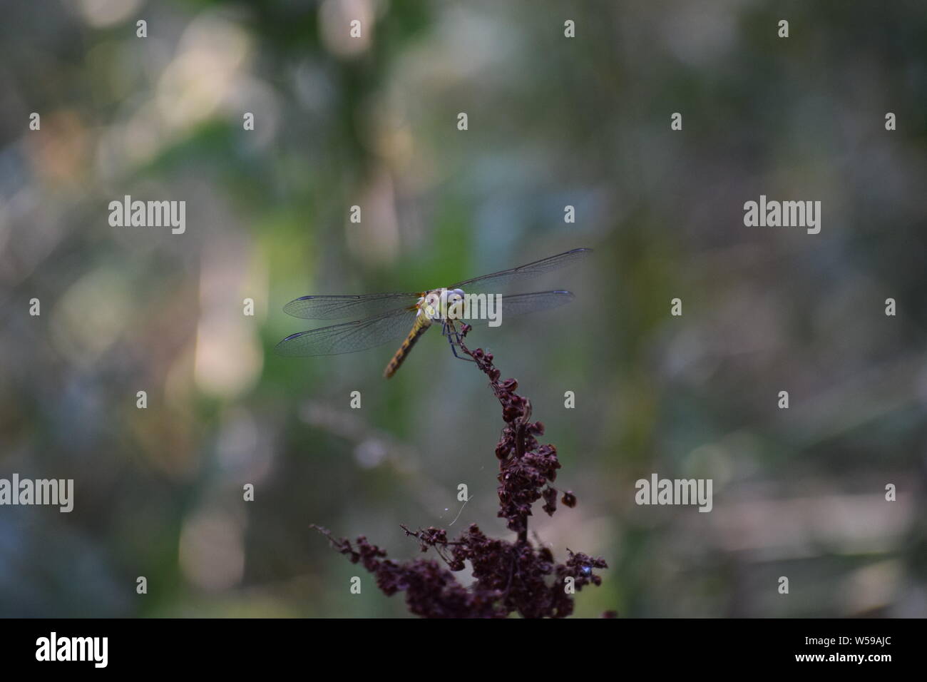 Grande libellula su Sorrel Foto Stock