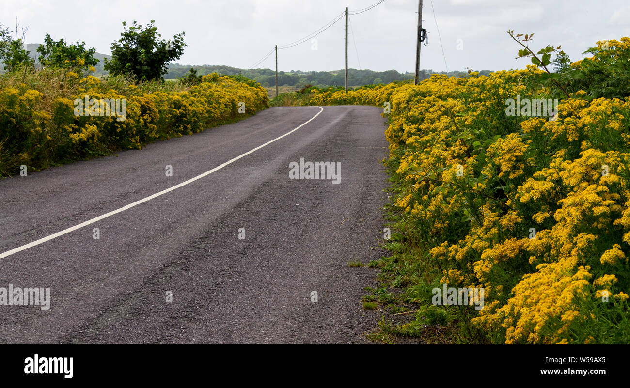 ‎Senecio jacobaea erba tossica comune che cresce su una strada orlo. Foto Stock