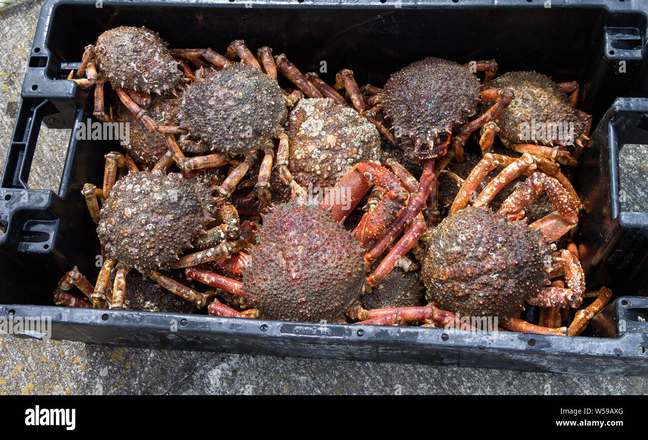 Pesci scatola piena di ragno granchio Foto Stock