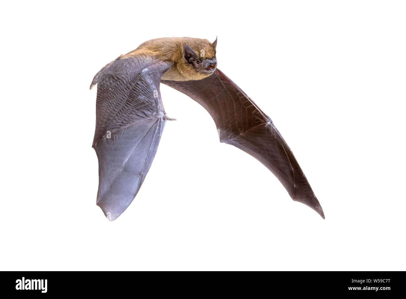 Flying Pipistrelle bat (Pipistrellus pipistrellus) Azione girato di caccia animale isolato su sfondo bianco. Questa specie è sapere per sono ' appollaiati e l Foto Stock