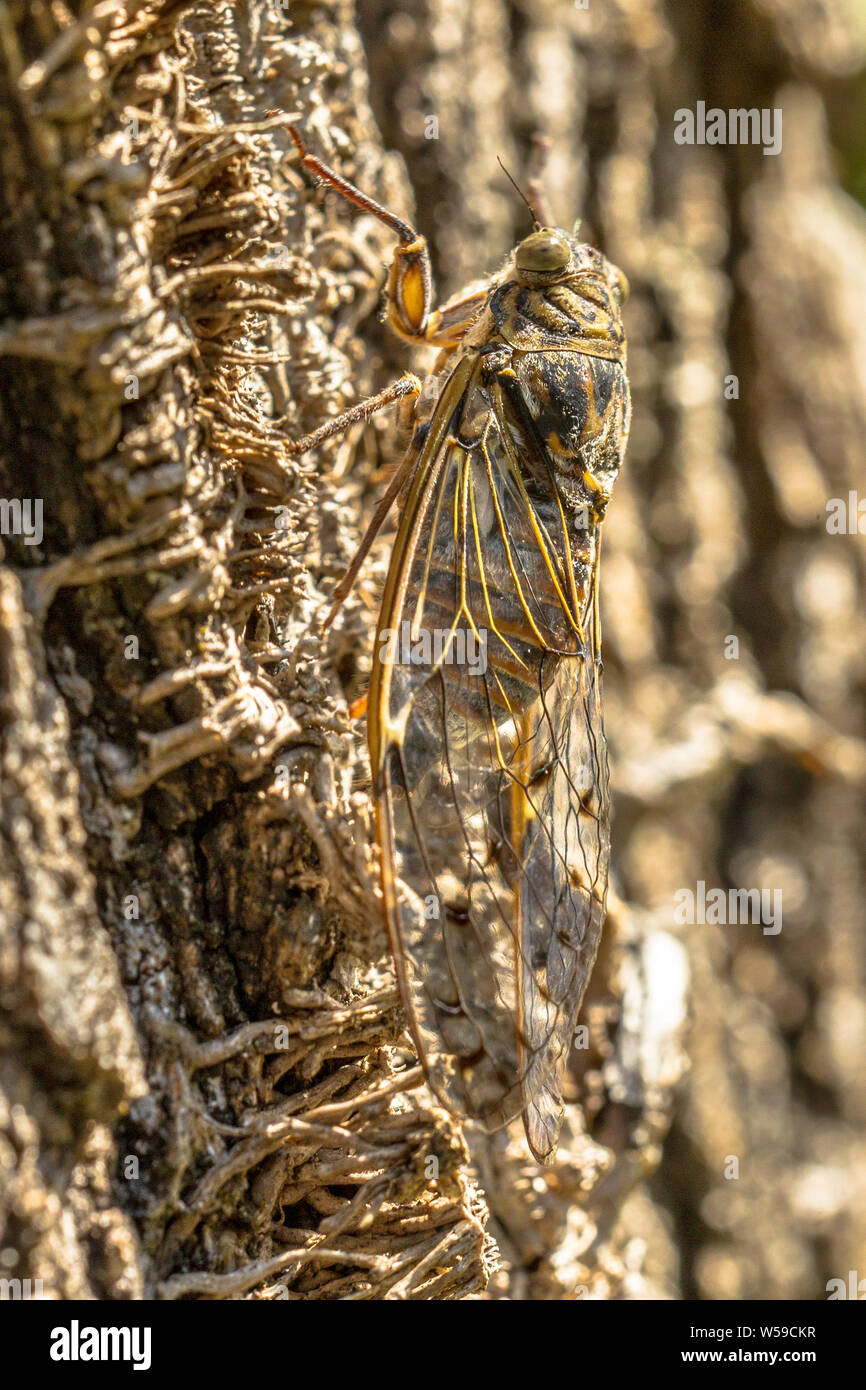 Cicala (Cicala orni) insetto mimetizzata su sfondo naturale Foto Stock