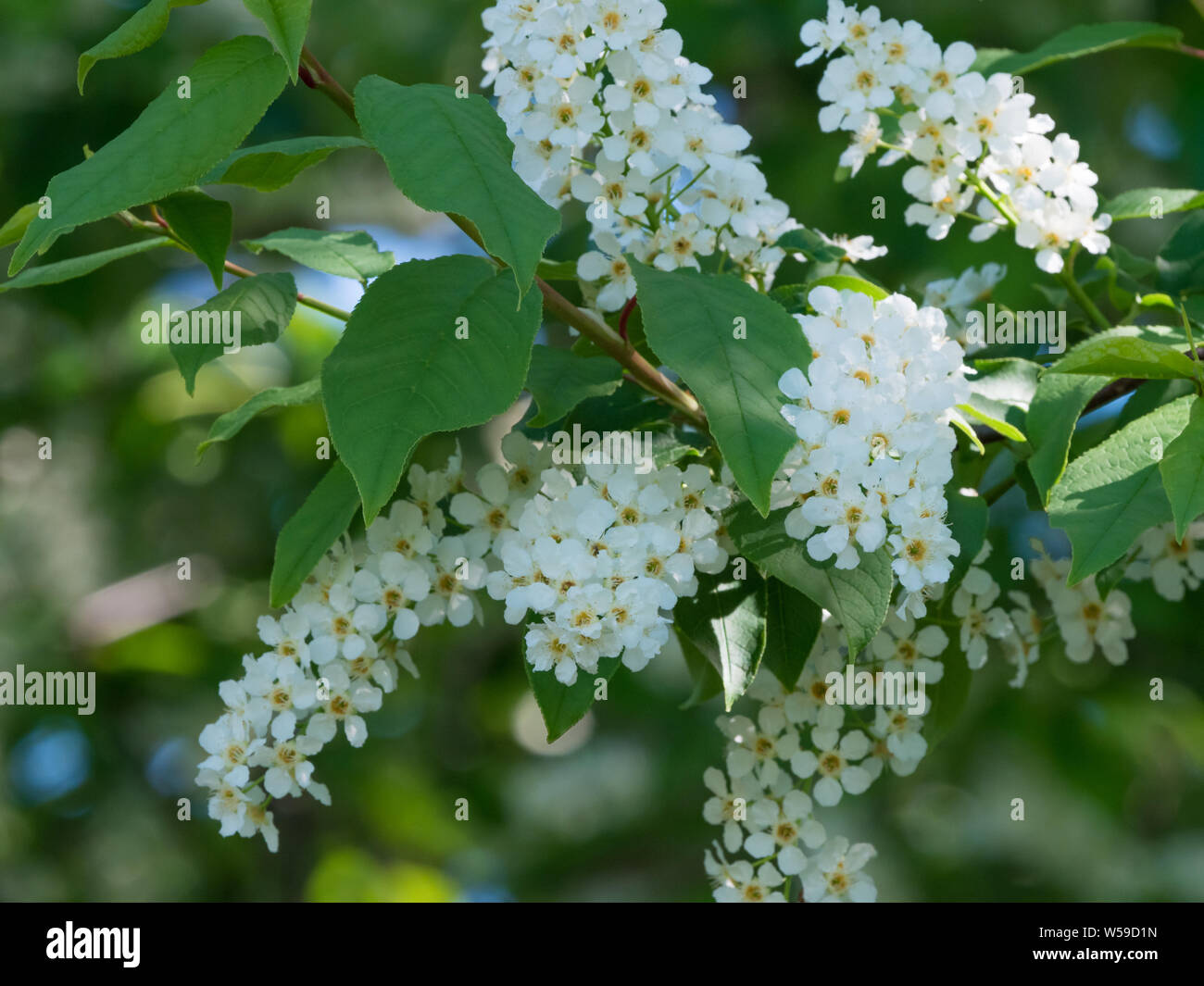 Chokecherry fiori ad albero Foto Stock