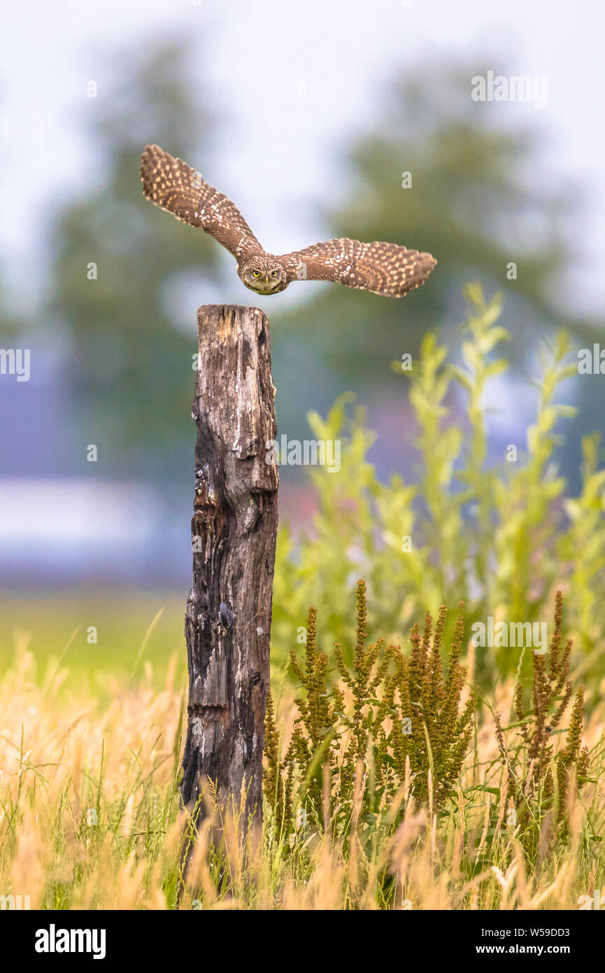 Civetta (Athene noctua) uccello notturno battenti dalla pole all'alba a caccia di prede sulla campagna belga delle Fiandre Foto Stock
