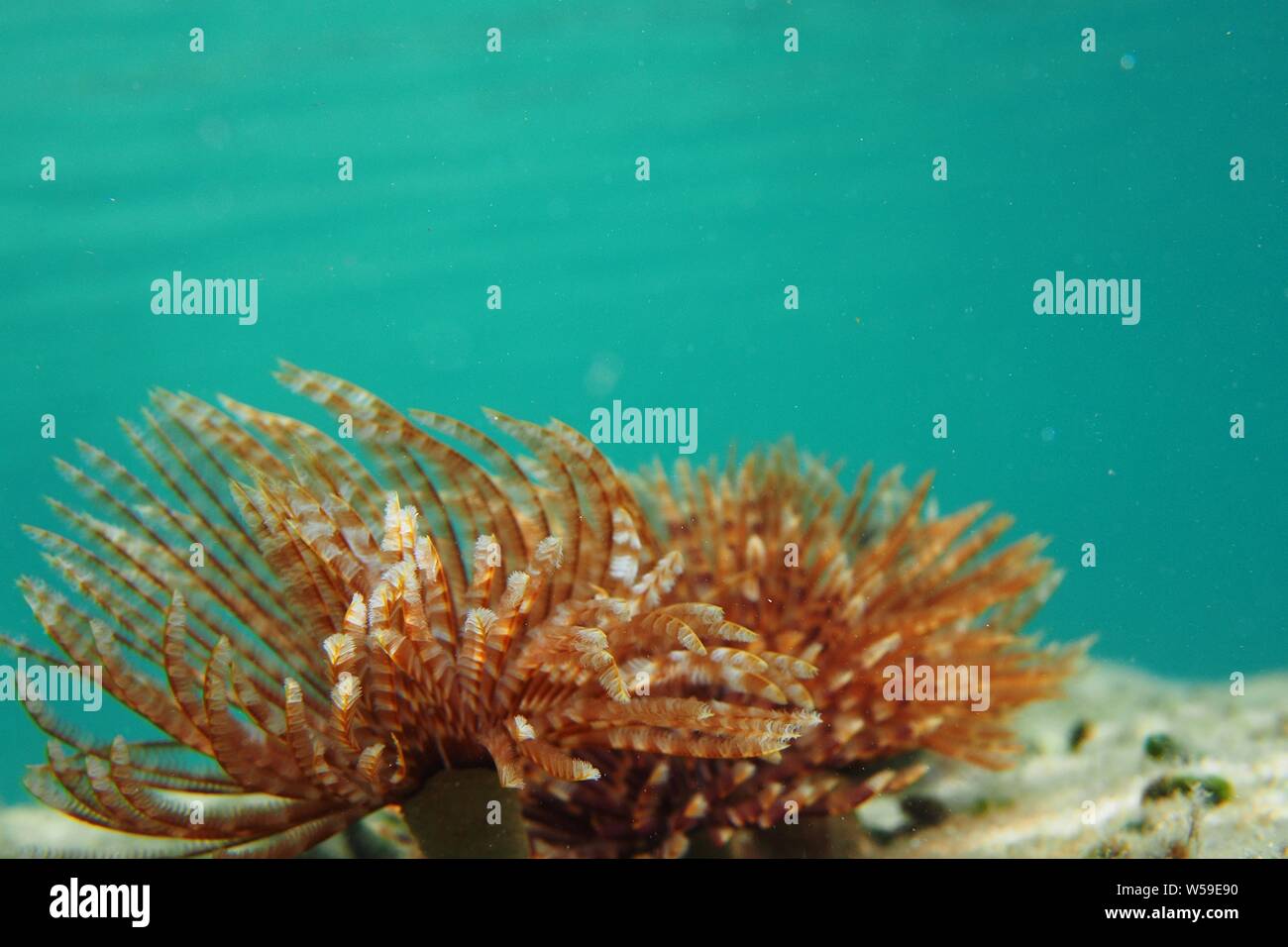 Magnifica Feather Duster (Sabellastarte magnifica) worm contro un oceano turchese, Crocus Bay, Anguilla BWI. Foto Stock