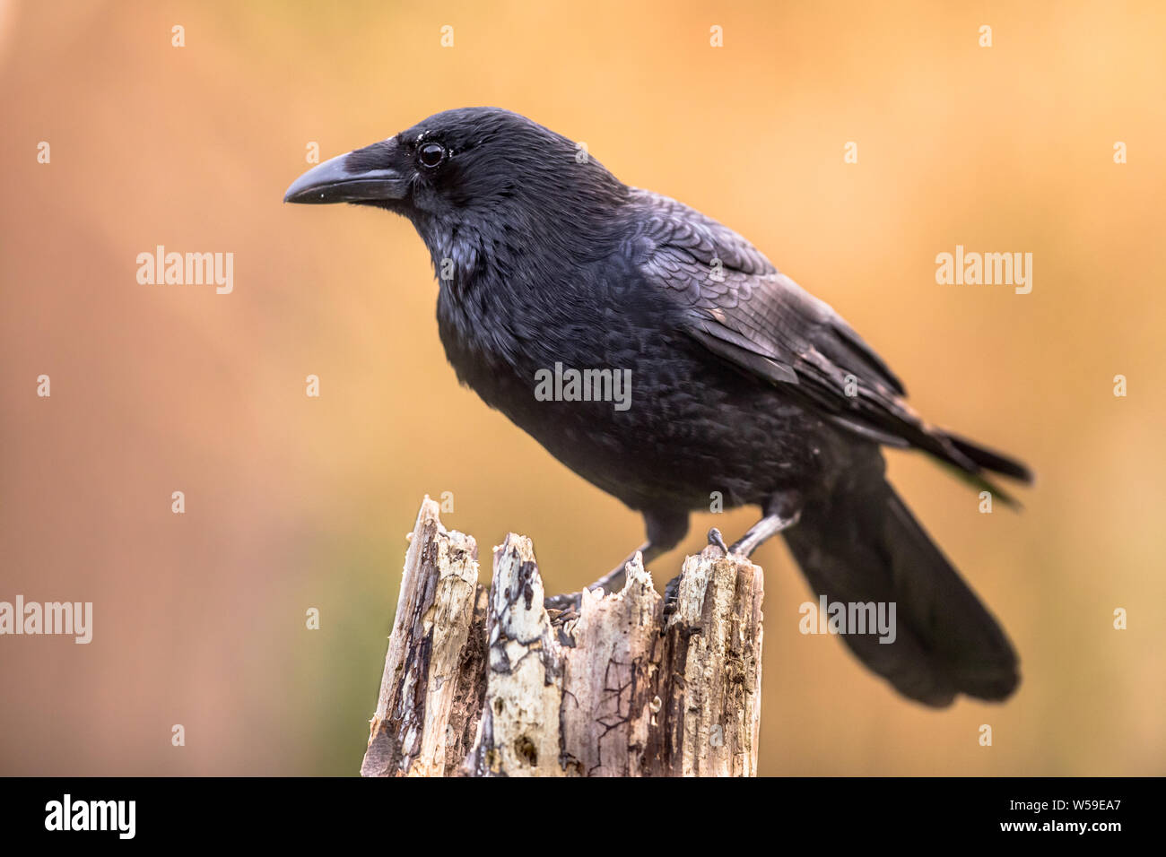 Carrion crow (Corvus corone) black bird appollaiato sul tronco di albero su sfondo chiaro e guardando la fotocamera Foto Stock