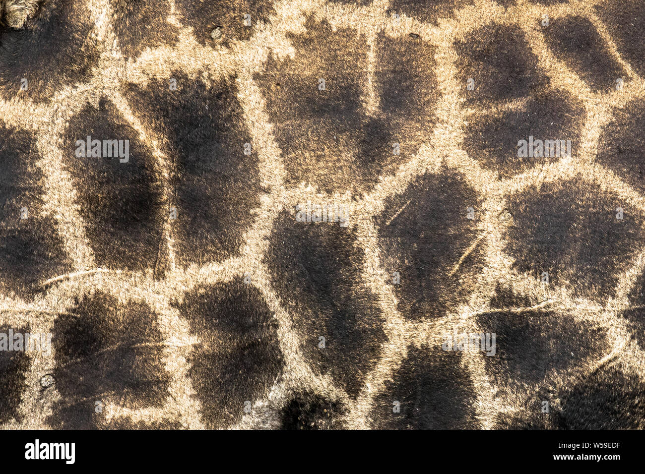 La giraffa camouflage pattern di pelliccia di close-up astratto tema safari metafora Foto Stock