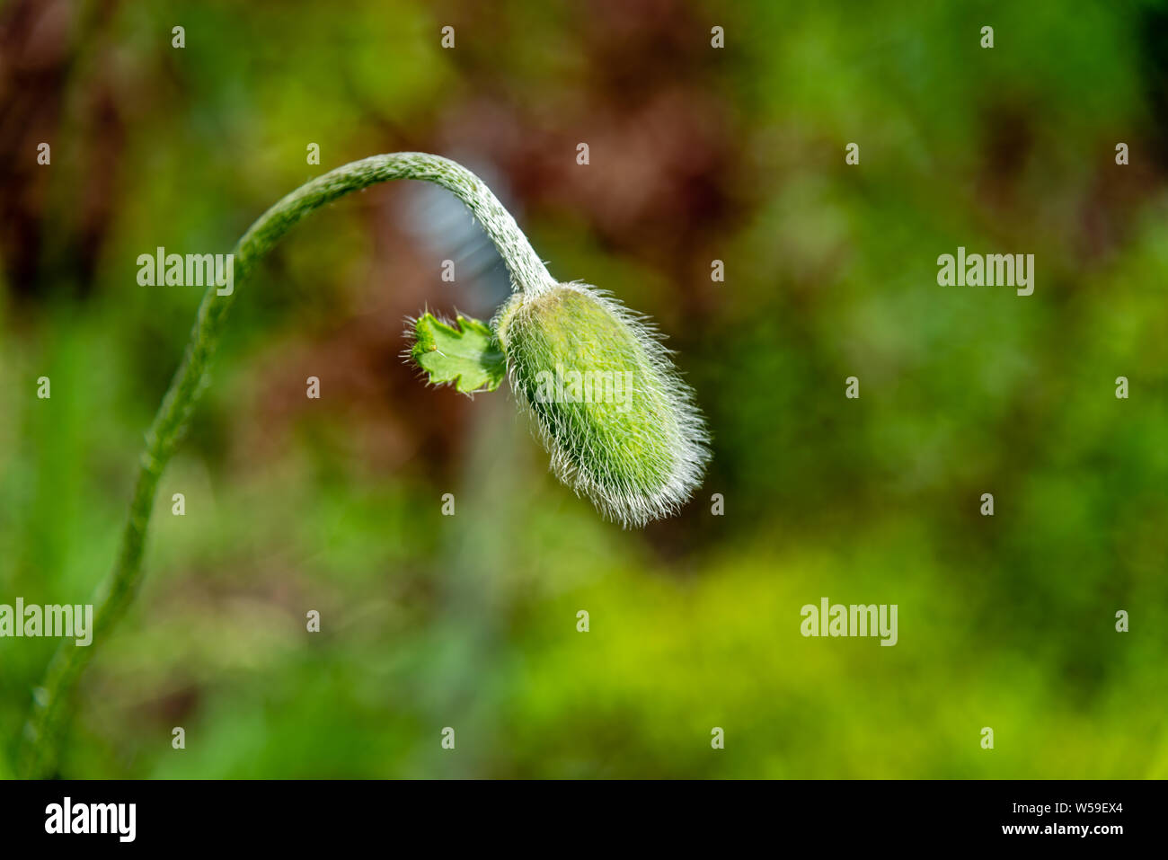 Boccioli di papavero in sfondo verde Foto Stock