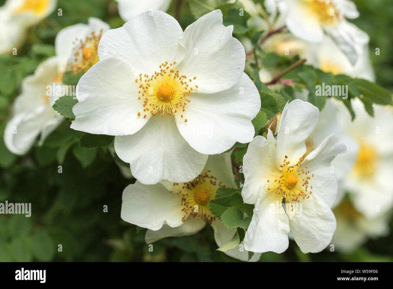 Rose selvatiche in Alaska Foto Stock