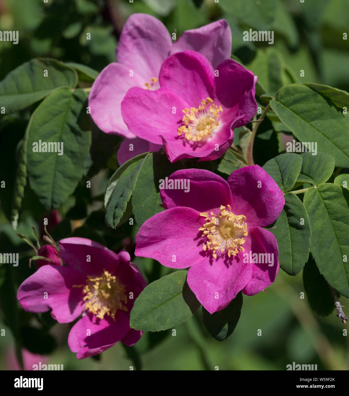 Rose selvatiche in Alaska Foto Stock