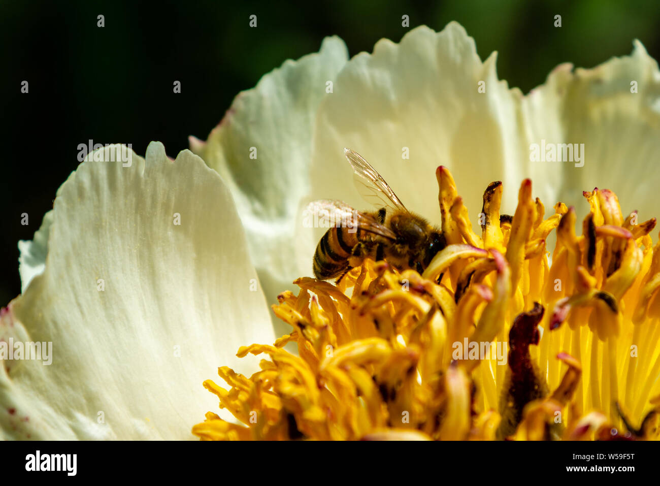 Close-up white peonia fiore con le api interno Foto Stock