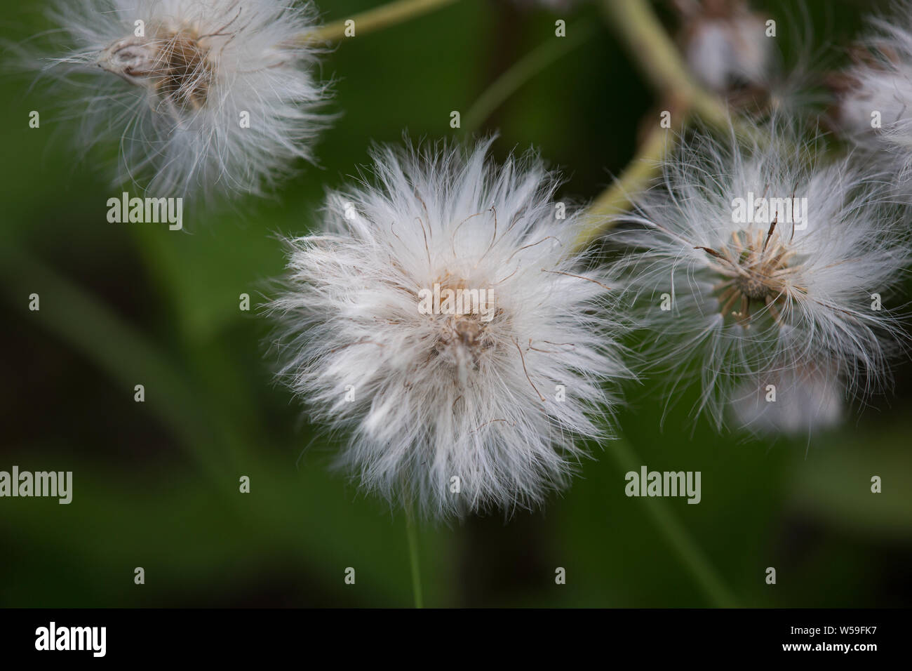 Alaskan Cotton Grass Closeup Eriophorum Foto Stock