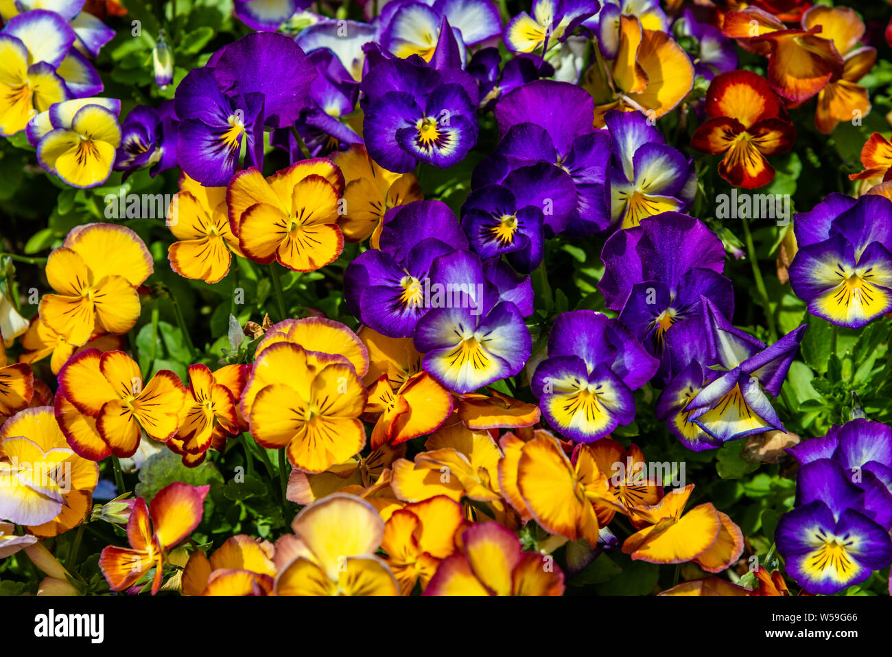 Coloratissimi fiori viola su uno sfondo verde Foto Stock