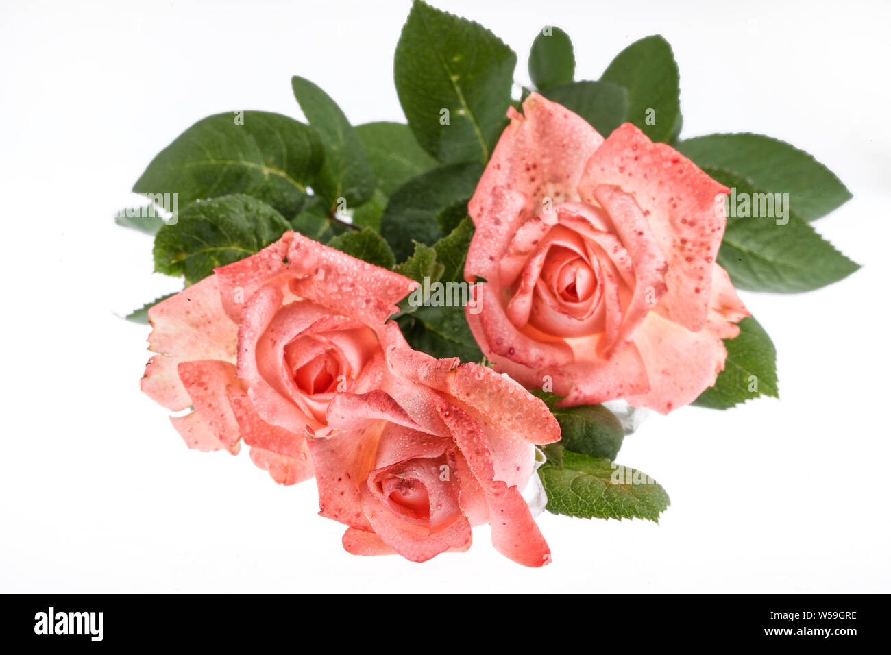 Bouquet di rose rosa su un sfondo isolato Foto Stock