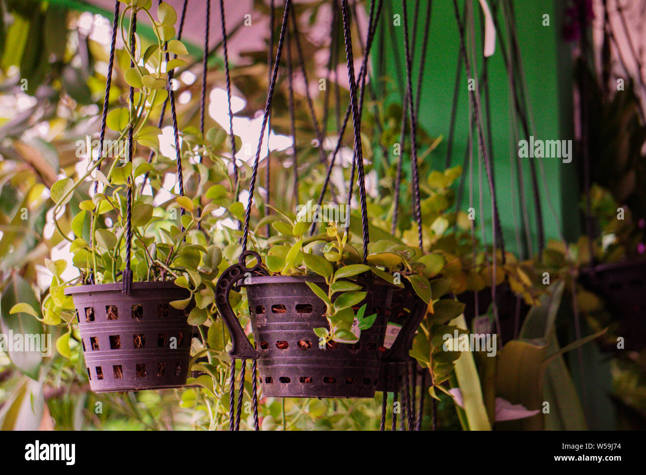 Appendere Pot vivaio piante su una veranda Foto Stock