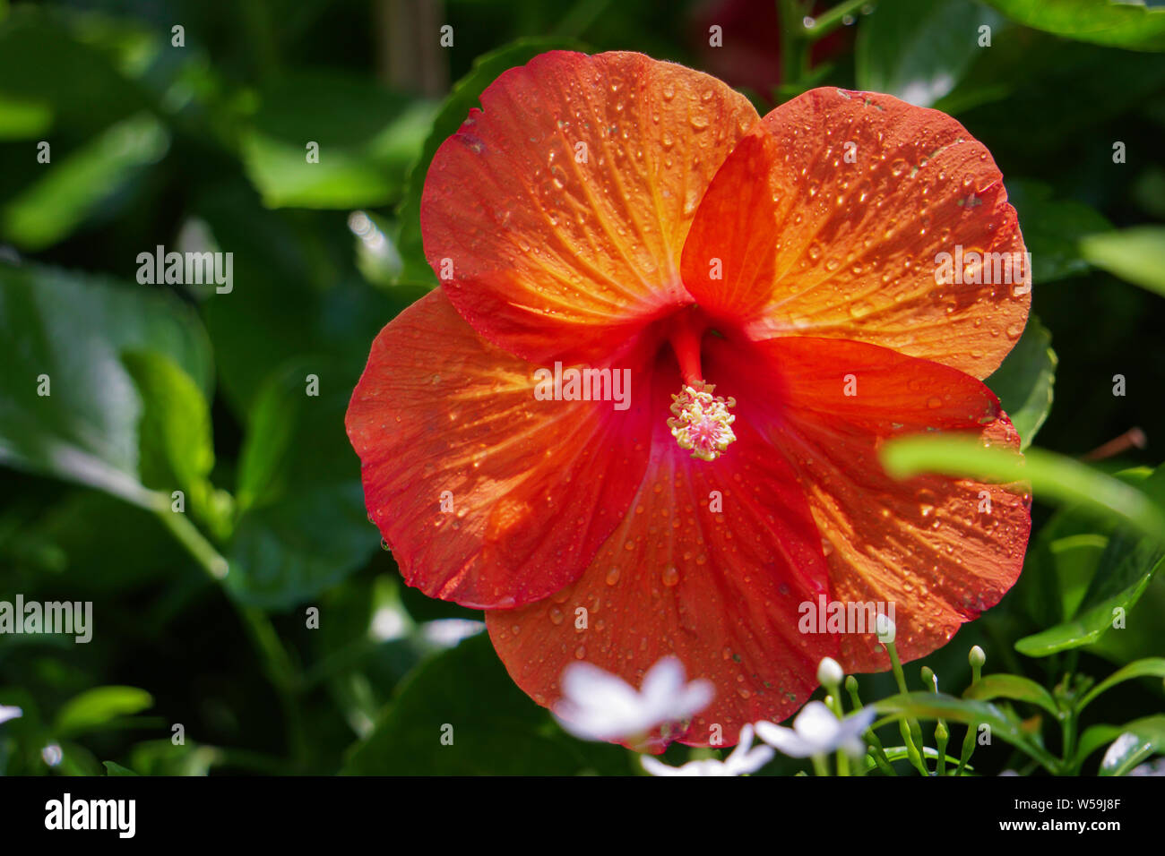 La luce del sole di fiori di ibisco immagine HD sfondo verde sul giardino Foto Stock