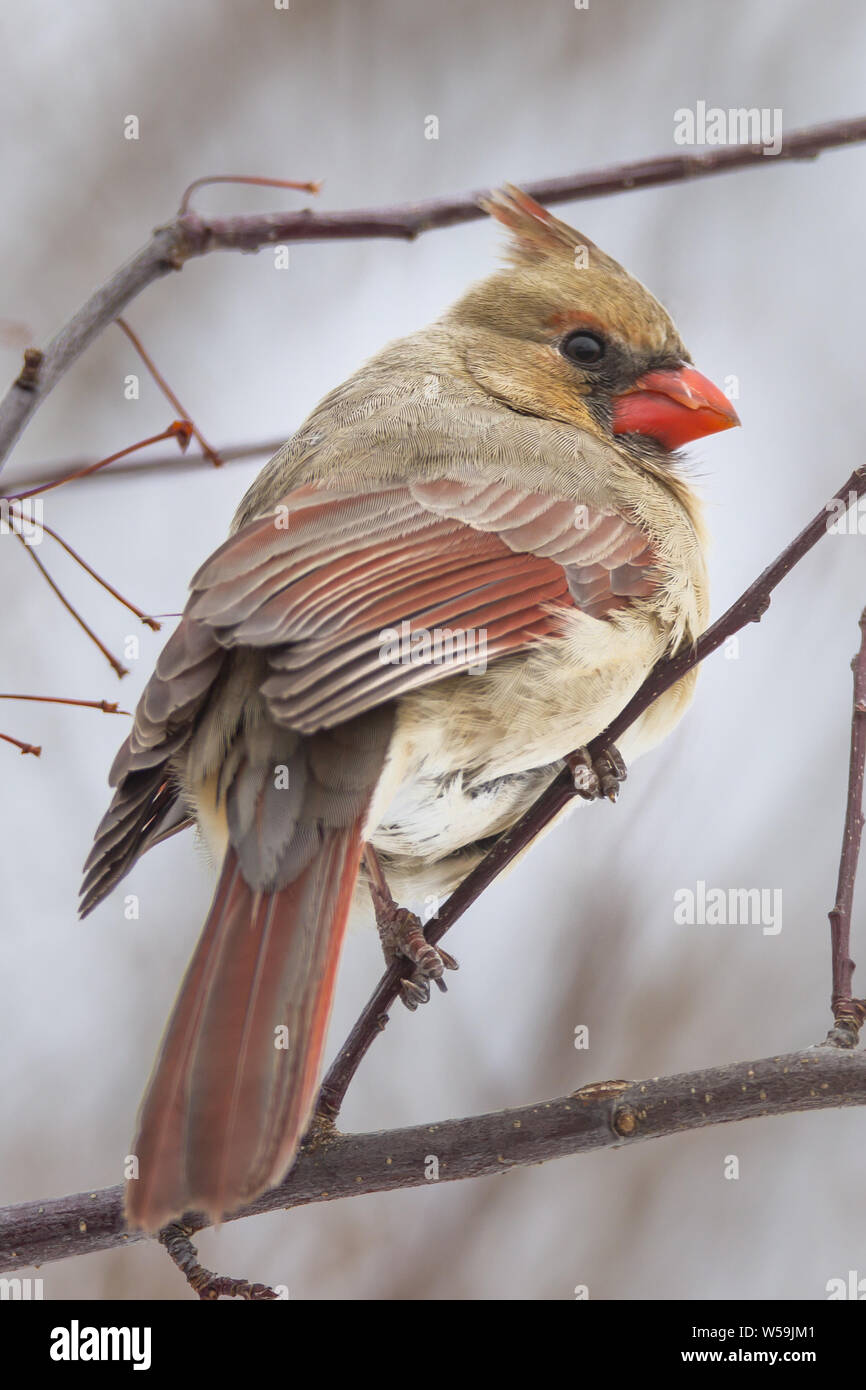 Il cardinale femmina arroccato nella struttura ad albero in inverno Foto Stock