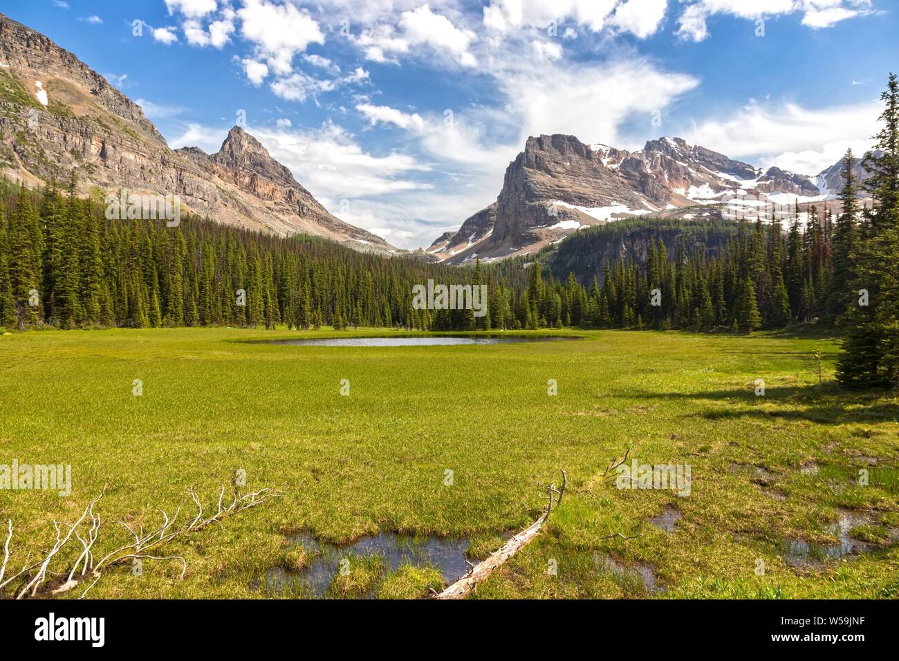 Green Alpine Meadows Natural Parkland and Distant Mountain Peaks Skyline Landscape Summertime Escursionismo Banff National Park Canadian Rockies Foto Stock