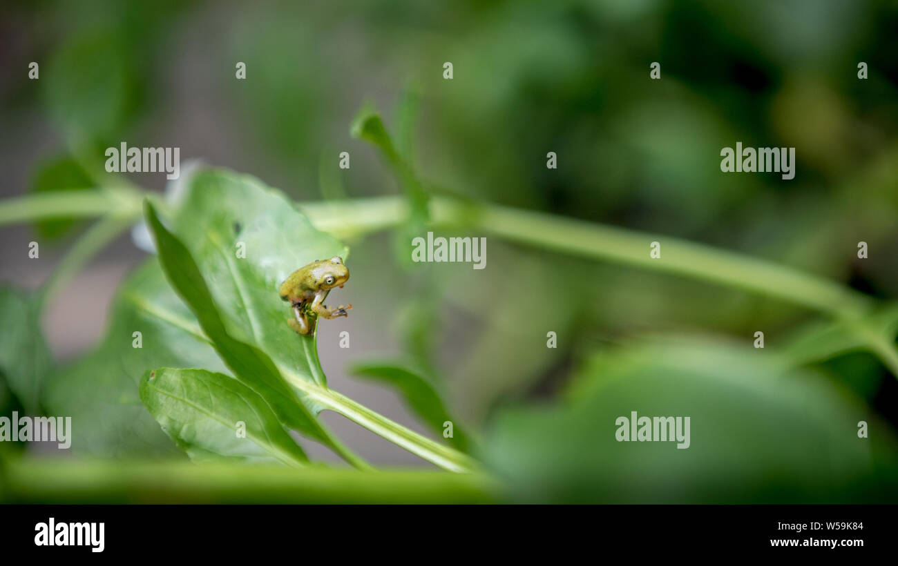 Tiny baby frog poggiano su foglie di vegetale. Asian Taipei Hyla Chinensis tadpole è seduto, appena metamorfosate. Un po' di verde cinese rospo ad albero Foto Stock