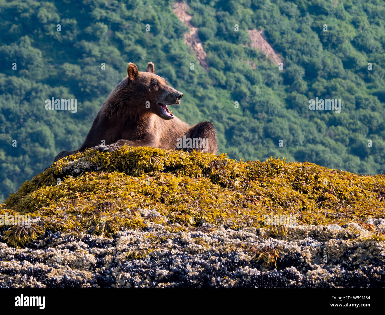Marrone o orso grizzly, Ursus arctos, nel porto di geografica, Katmai National Park, Alaska Foto Stock