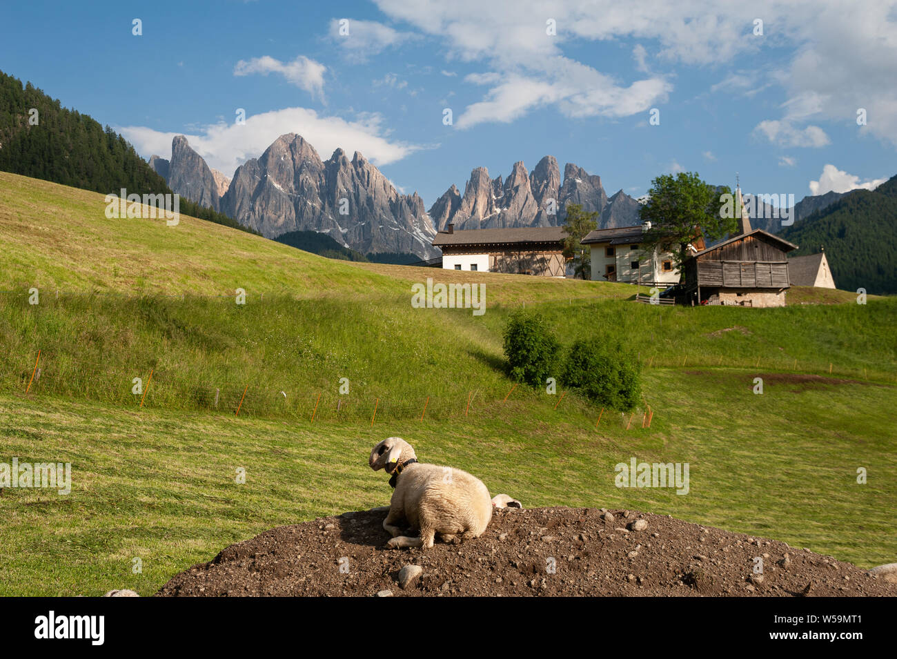 20.06.2019, Maddalena, Villnoess, Trentino, Alto Adige, Italia, Europa - pecore nel Parco Naturale della Valle Villnoess. Foto Stock