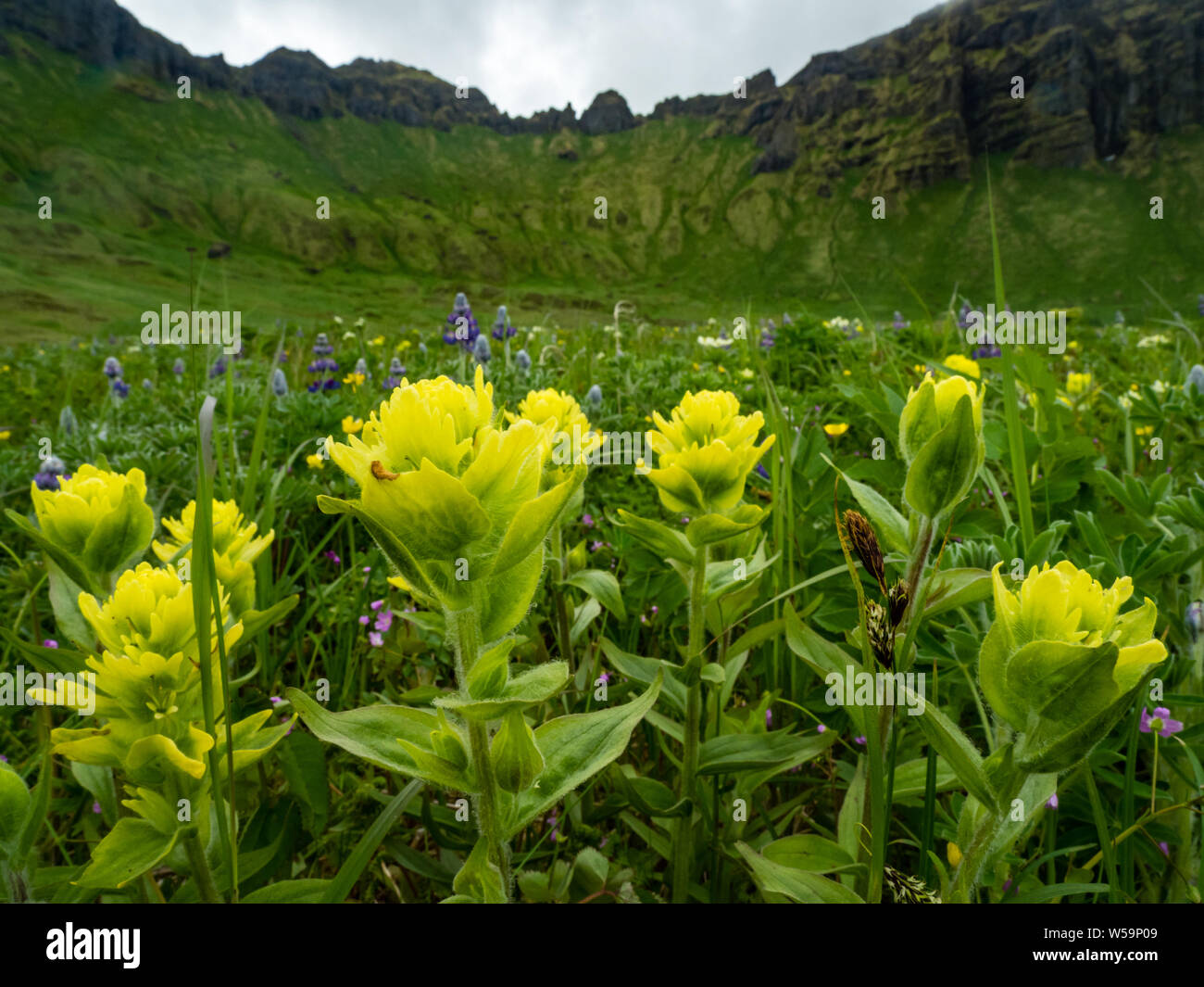 L'incredibile fiori sulla tundra di Isola Kagamil, Aleutians, Alaska, STATI UNITI D'AMERICA Foto Stock